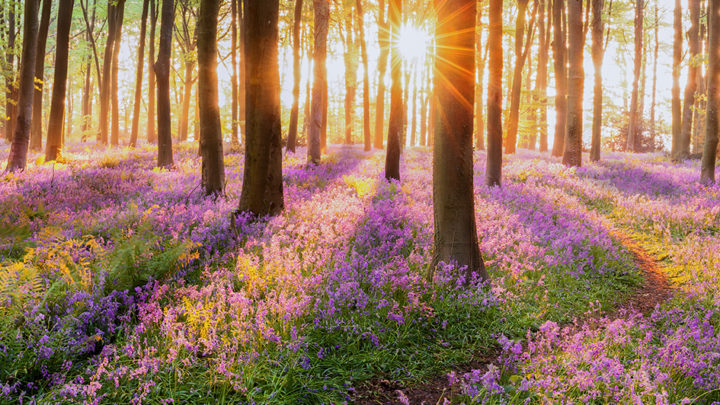 Beautiful woodland bluebell forest in spring. Purple and pink flowers under tree canopys with sunrise at dawn